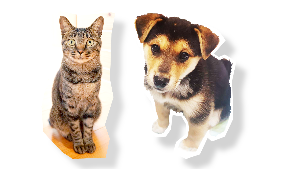 猫と犬